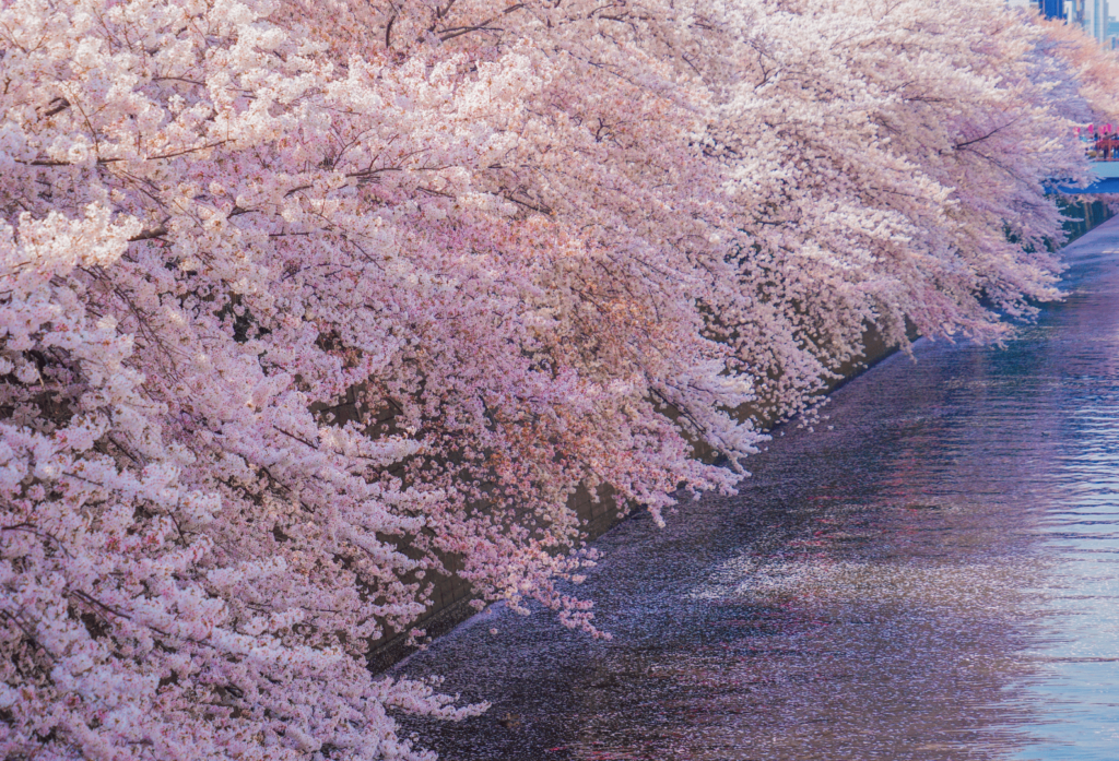 海蔵川の桜並木