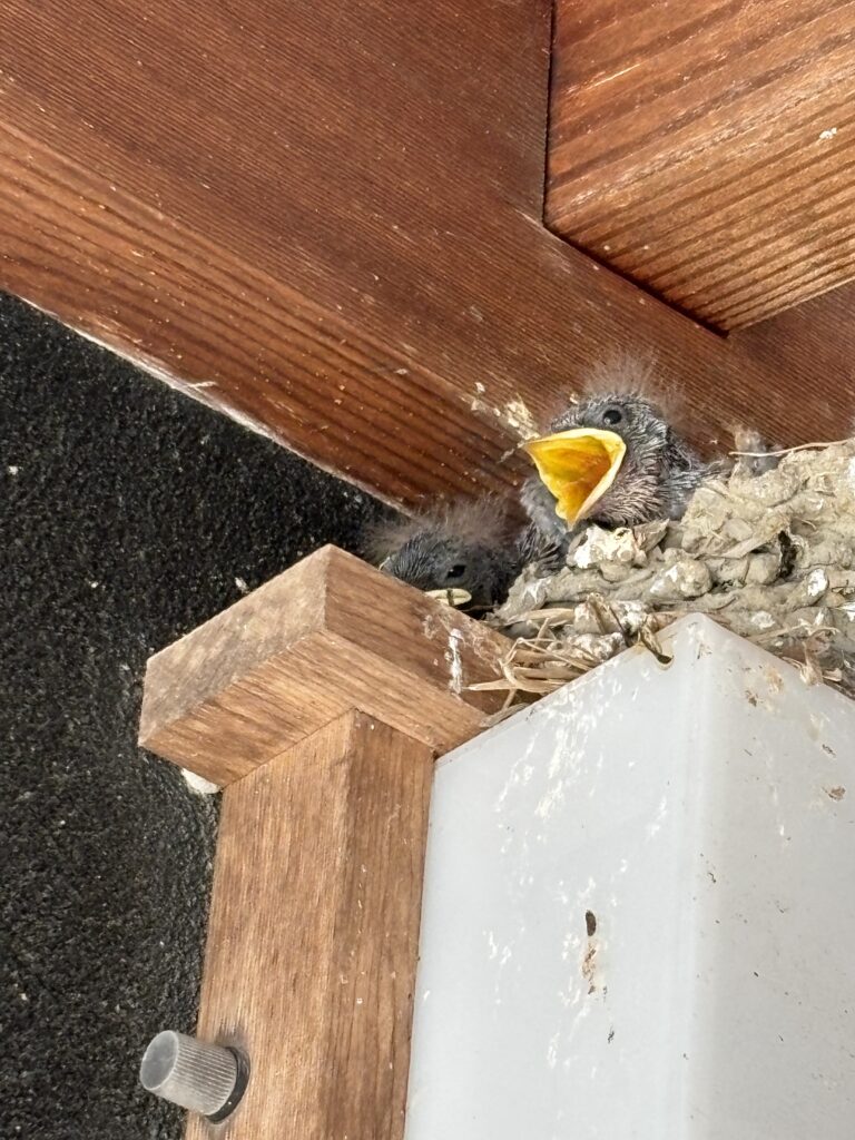 つばめの家